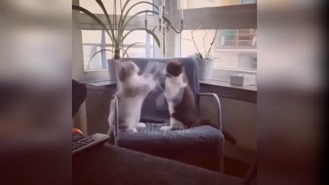 Смешные Кошки и Приколы с котами До Слёз 2018 смотреть онлайн