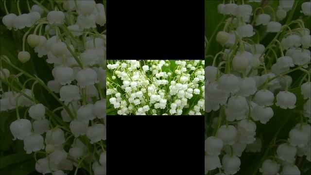 Весна идёт!🌹🌹🌹 смотреть онлайн