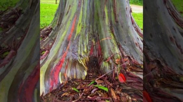 Дерево - хамелеон