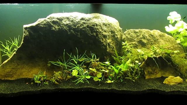 CO2-Injected 75-Gallon Tank Progress 3-15-24 смотреть онлайн