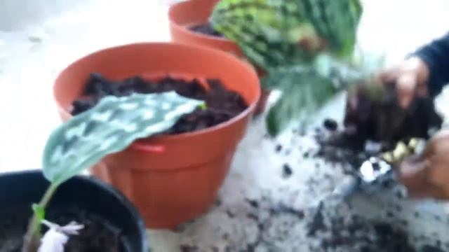 Cara Mudah Memindahkan Calathea Merak Supaya Terus Tumbuh Anakkan смотреть онлайн