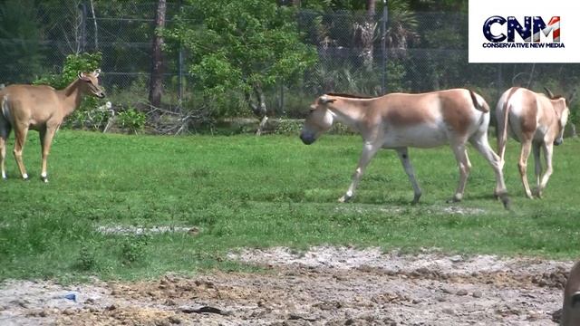 Cute Kulan's + Possible Bird Friend? смотреть онлайн
