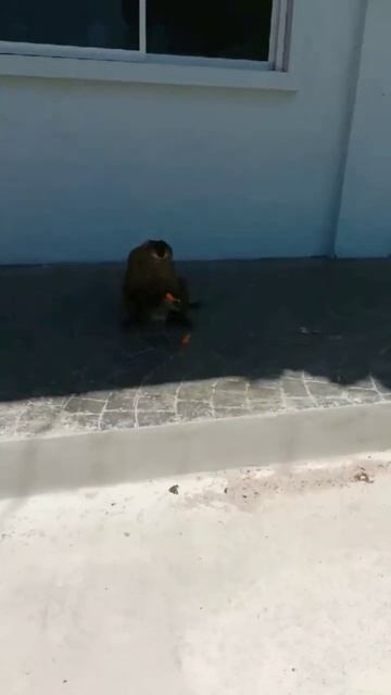 Обезьяна отжала мороженое у ребенка и ест довольная смотреть онлайн