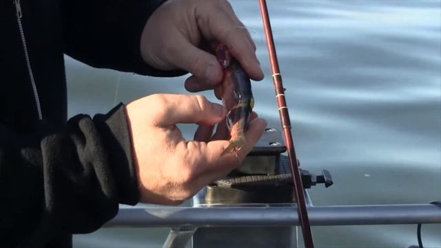 How To Catch Chinook On Lake CDA With Herring Helmets