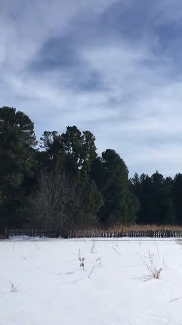А кедры шумели смотреть онлайн