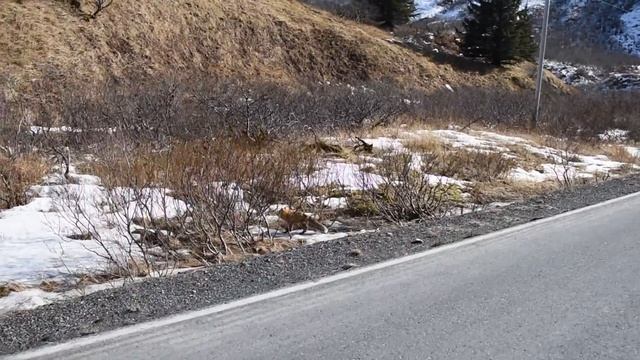 Red Fox - Kodiak смотреть онлайн