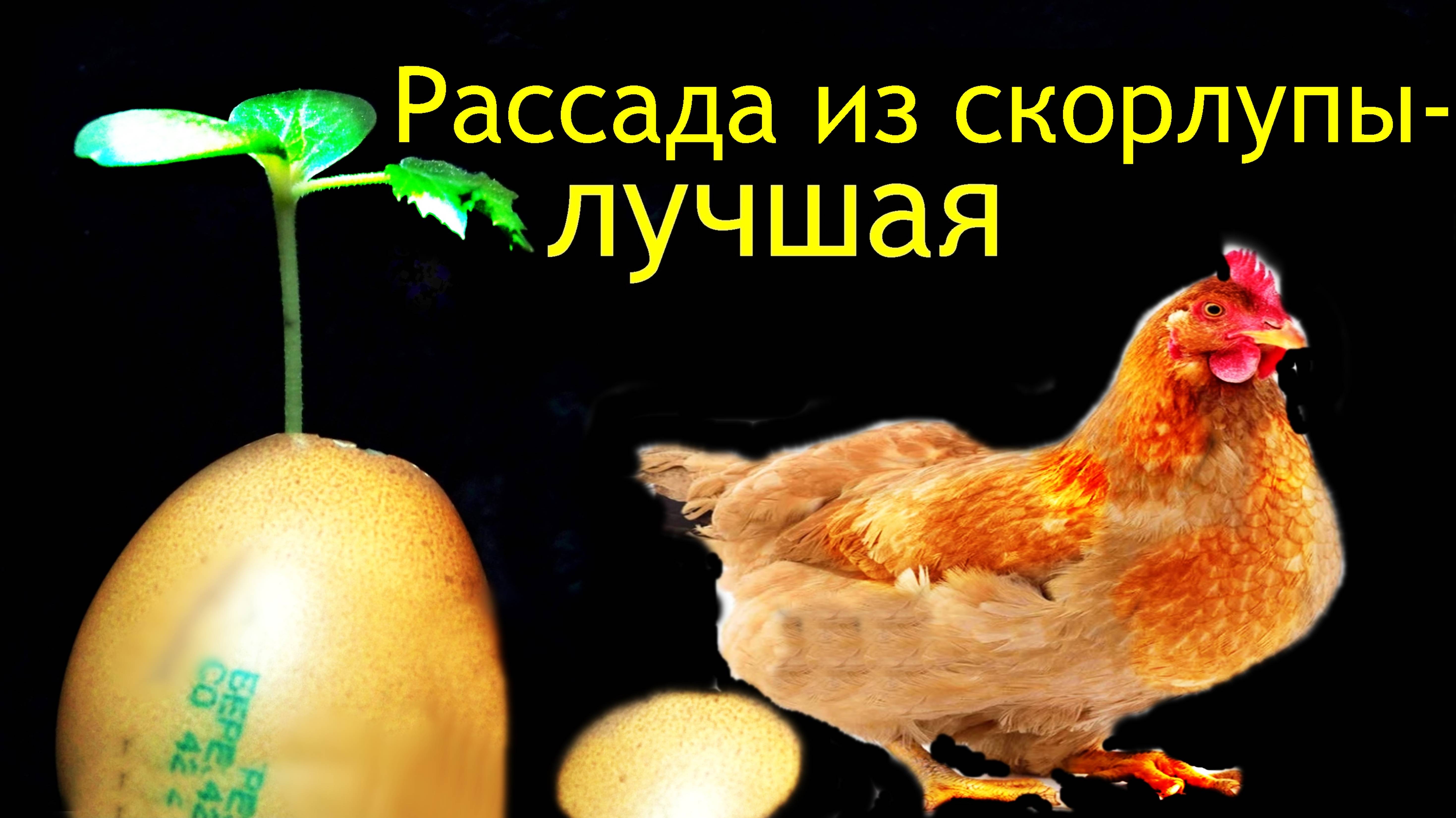 🐓 🐣Рассада из скорлупы-ранняя,лучшая смотреть онлайн