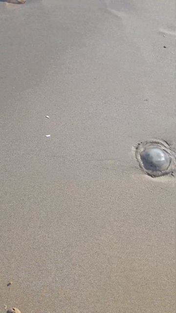 Медуз по выбрасывало на берег... #море смотреть онлайн