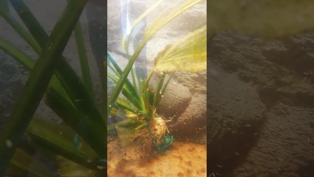 Переезд мальков в 1 аквариум