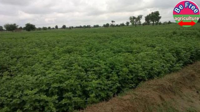 Guar Cultivation In Pakistan/India।Gowar Production Technology