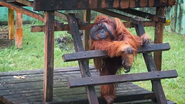 The Great Orangutan Project | The Great Projects смотреть онлайн