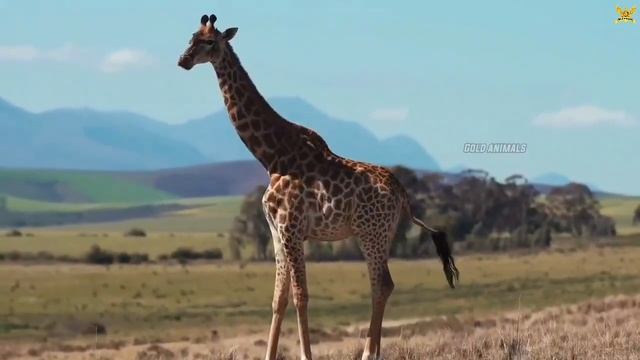 Funniest Animal Soundsin Nature - Lovely AnimalMoments: Zebra, Deer,Rhinoceros, Camel,. смотреть онлайн