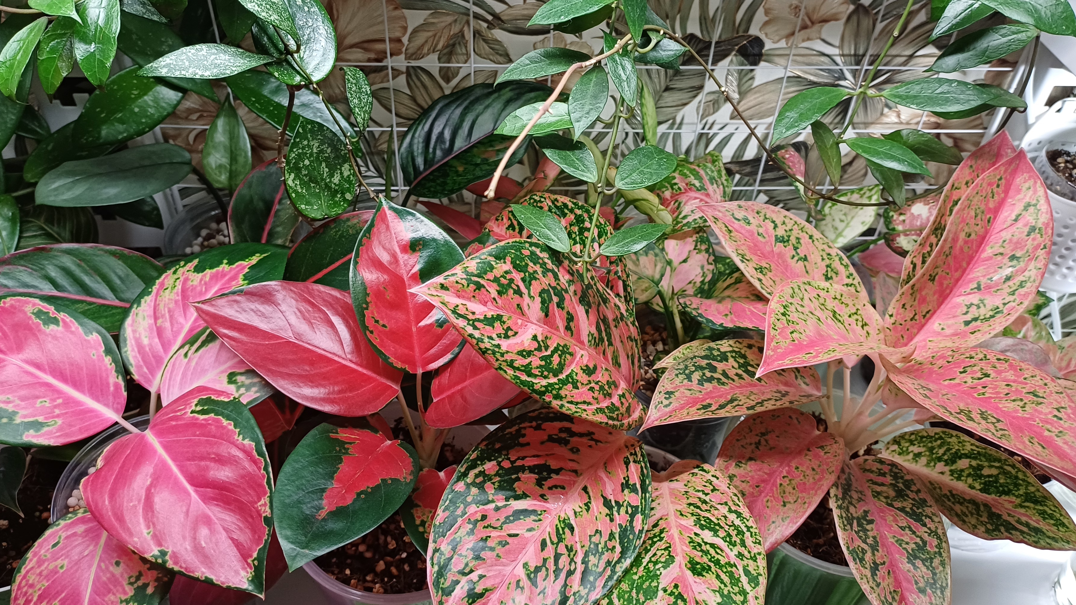 Аглаонемы, хойи, пеперомии☀️☀️☀️Продолжение обзора моих растений☘️❤️🌿❤️🍀 смотреть онлайн