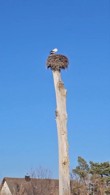 Storks....back Here In Pfäffikon Switzerland..that's Means Come The Frühling...🫶🤩