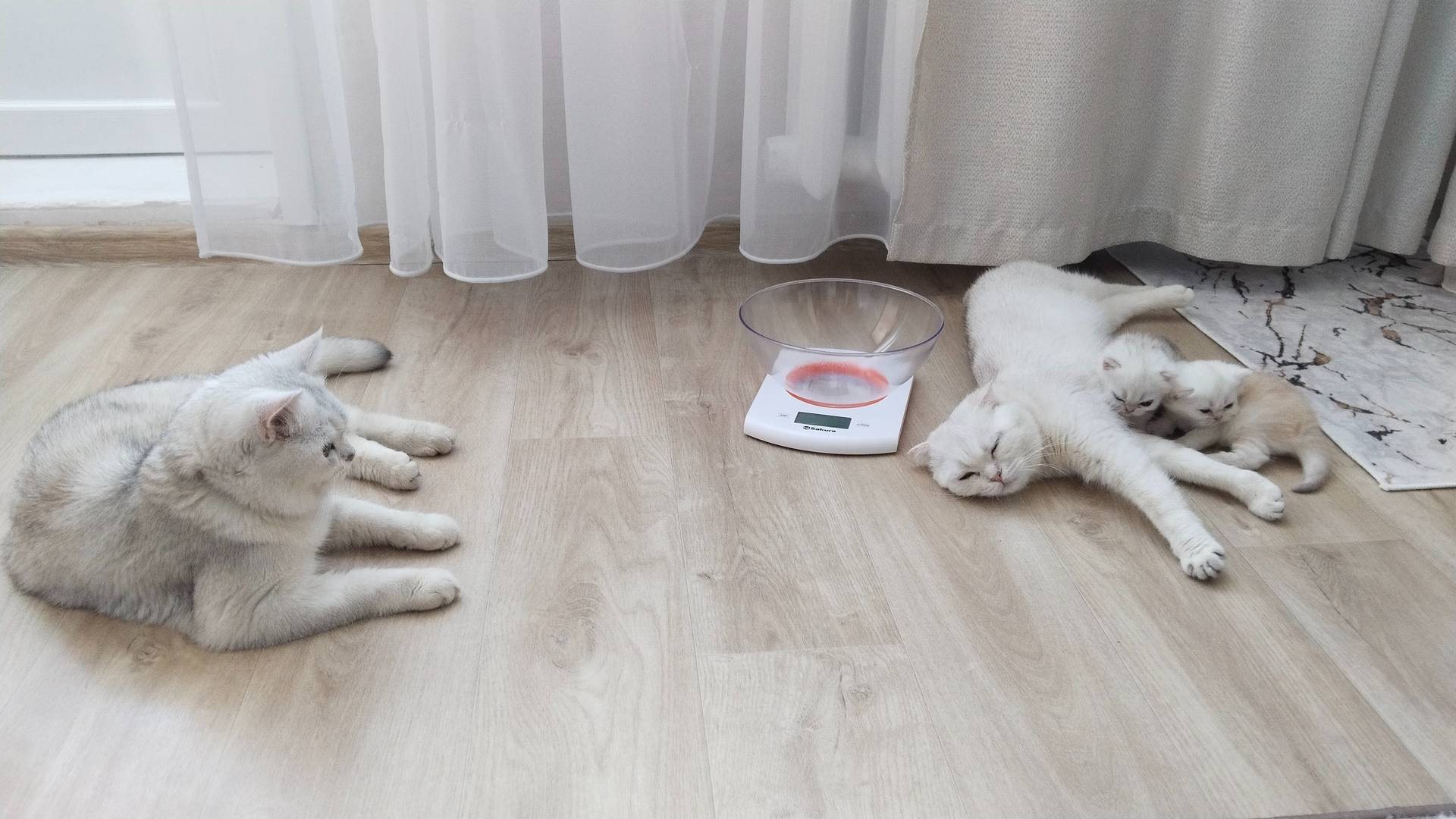 Папа-кот знакомится с потомством смотреть онлайн