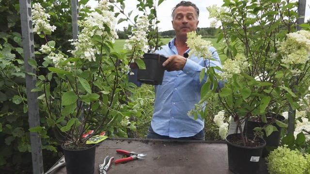 Welke soorten pluimhortensia zijn er? | Alles over de Hortensia | Tuinmanieren