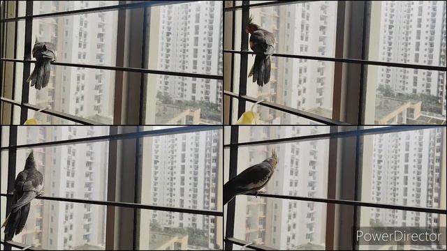 Cockateil enjoys morning window view || My cute birb Thanu🐦 || DHANBU LOVABLES смотреть онлайн