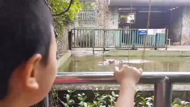 Shark Dragon Secret video at the zoo with his younger brother. смотреть онлайн