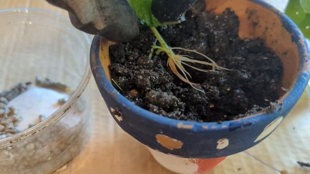 How to propagate mint herb from cuttings смотреть онлайн