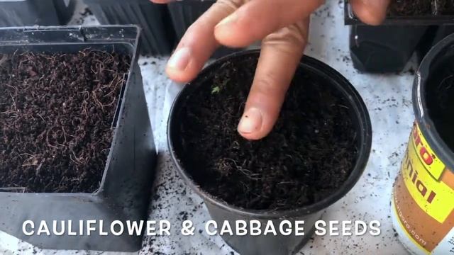 Fall 2020 Garden Seed Starter | Fall Vegetables zone 9b | How to use Coco Coir for seed starting смотреть онлайн