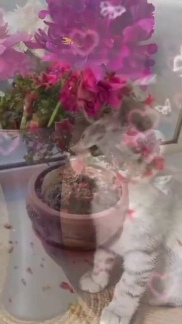 Доброе утро всем💖☕ смотреть онлайн