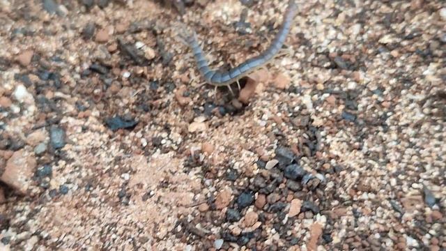Escolopendra (Scolopendra valida) en Lanzarote. Feb23 смотреть онлайн