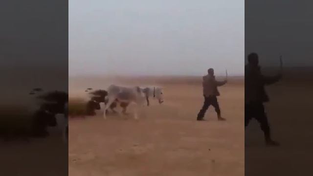 Парад ослов и баранов😄 смотреть онлайн