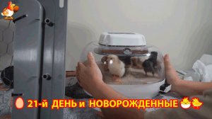 21-й день инкубации куриных яиц и результат в ящике 🥚🐣🐤
