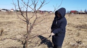 Обрезка яблони, которая никогда раньше не обрезалась.