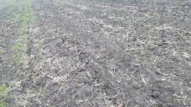 Рихлення заростає.Що робити? смотреть онлайн