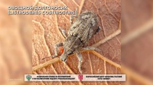 Овощной долгоносик (Listroderes costirostris)