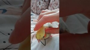 Кореллы. Дикий Арчик слетает на меня за самкой.