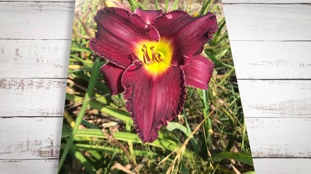 The Garden Gurus - Daylily смотреть онлайн
