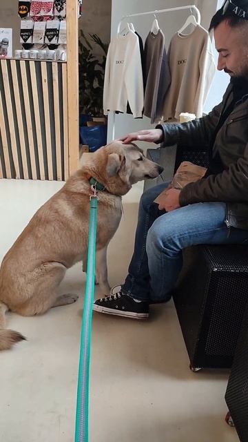 Чтобы погладить сперва покорми😄