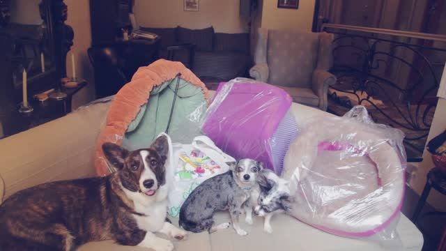 Что купить для собаки в зоомагазине? | Советы 🐕💡 смотреть онлайн