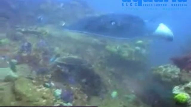 Oceanarium - Giant Blotched Fantail Ray смотреть онлайн