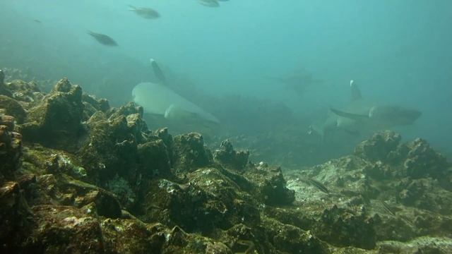 Dancing with Sharks смотреть онлайн