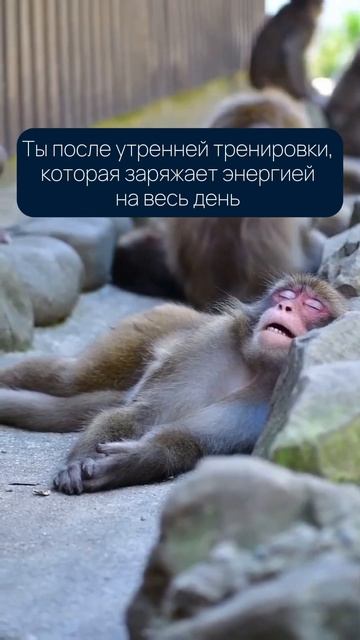 Я после утренних тренировок #фридайвинг #дайвинг #дыхание #freedivingworld #freediving #юмор смотреть онлайн