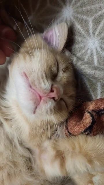 Персик🍑🐱 и массаж! смотреть онлайн