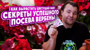 Как вырастить цветущий рай? СЕКРЕТЫ УСПЕШНОГО ПОСЕВА ВЕРБЕНЫ