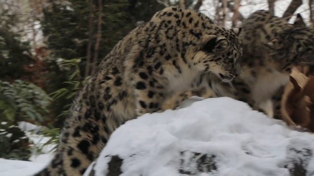 International Snow Leopard Day (23 October) смотреть онлайн