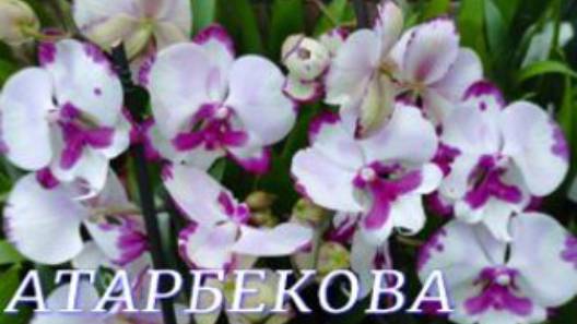 №1050/ СВЕЖИЕ, красивые ОРХИДЕИ в с/ц на АТАРБЕКОВА смотреть онлайн