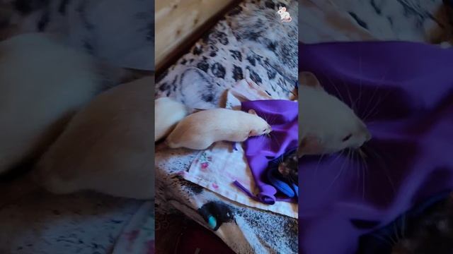 Досмотр и осмотр новых гамаков☺ Крысы дамбо + белки дегу❤🔥❤🔥 смотреть онлайн
