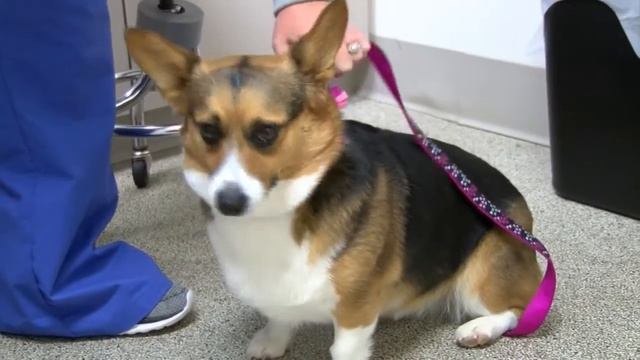 Lyme disease on the rise in WNY, how you can can protect your pets смотреть онлайн