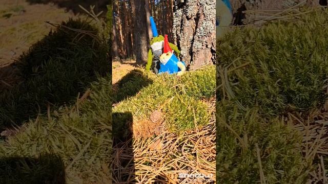 Жизнь Жабы Авторский фильм 20 : Лесная жизнь Жабохоббитов ☺🌲🌲🍽🐸🐸 смотреть онлайн