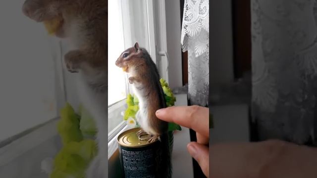 Бурундук домашний кузя