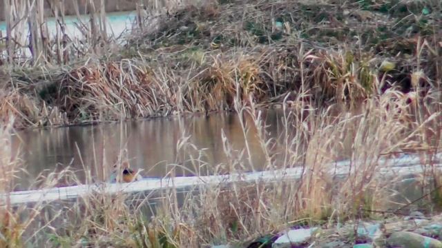 Kazarka egipska-film krótkometrażowy смотреть онлайн