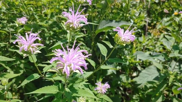 Wild Bergamot | Fast Field Guide смотреть онлайн