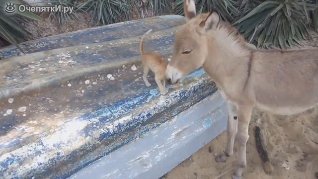 Котик и Ослик. смотреть онлайн