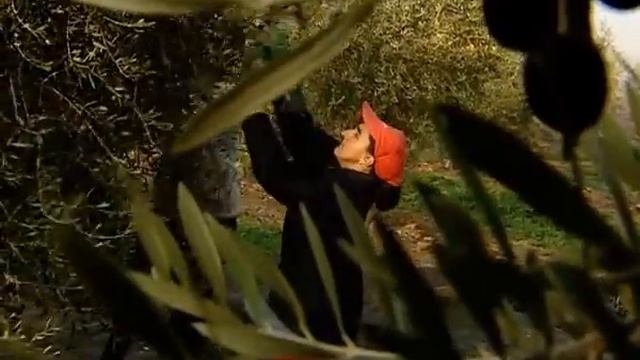 Spanish Olive Oil: Deep Roots смотреть онлайн